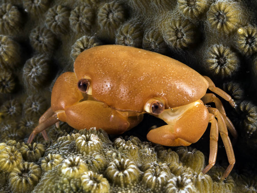 Carpilius convexus